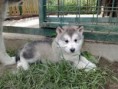 /album/fotogaleria/sibirsky-husky-jpg/
